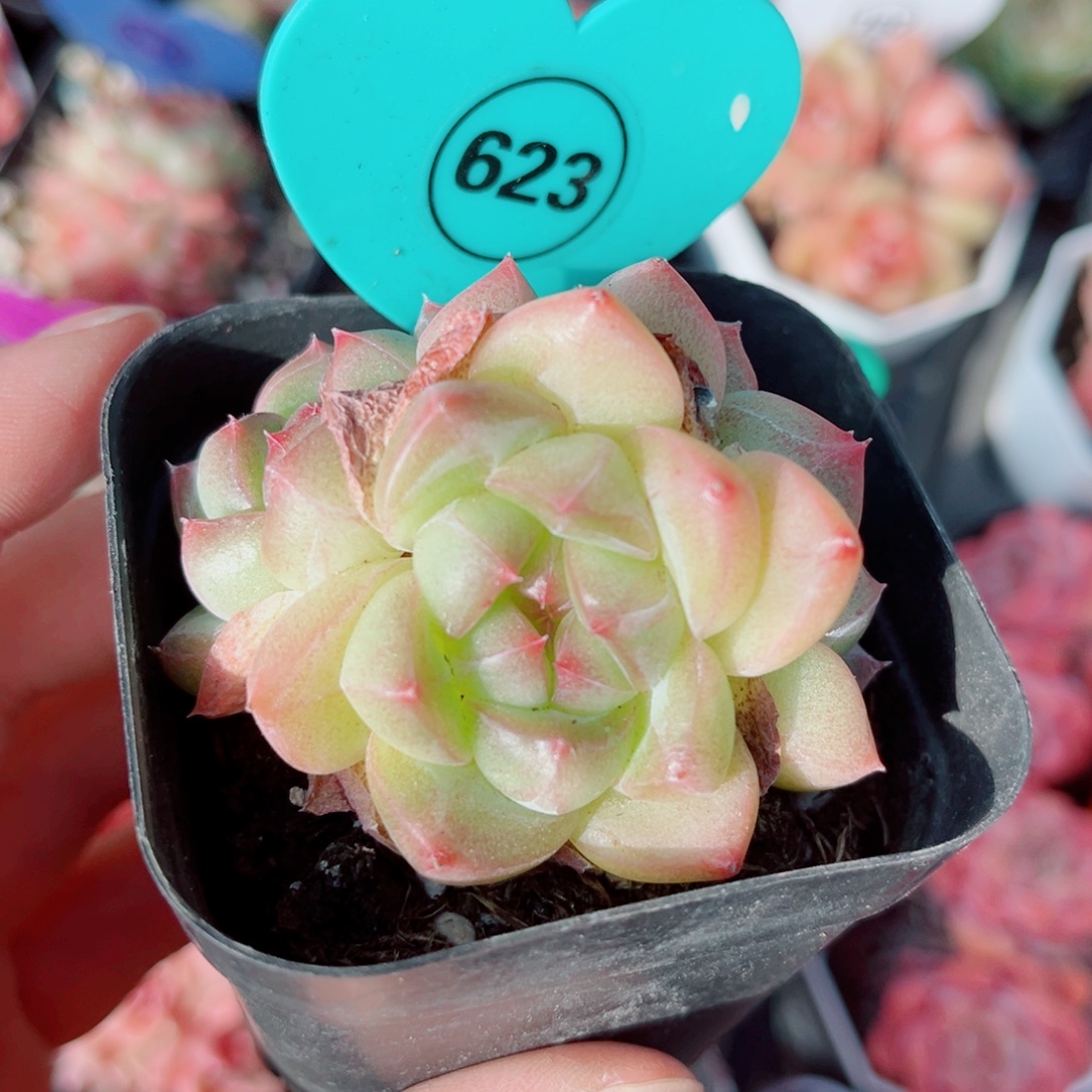 623号小老桩珍妮群