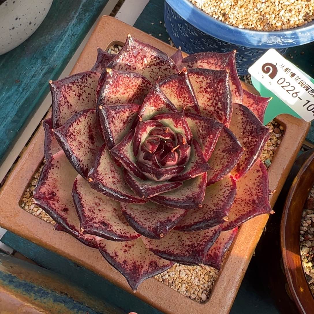 多肉一物一拍0226-104