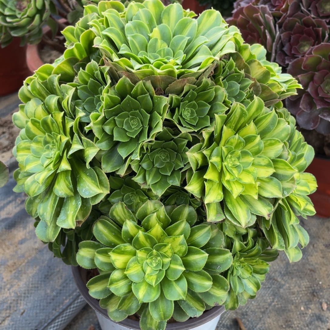 750七彩琉璃锦精品法师多肉