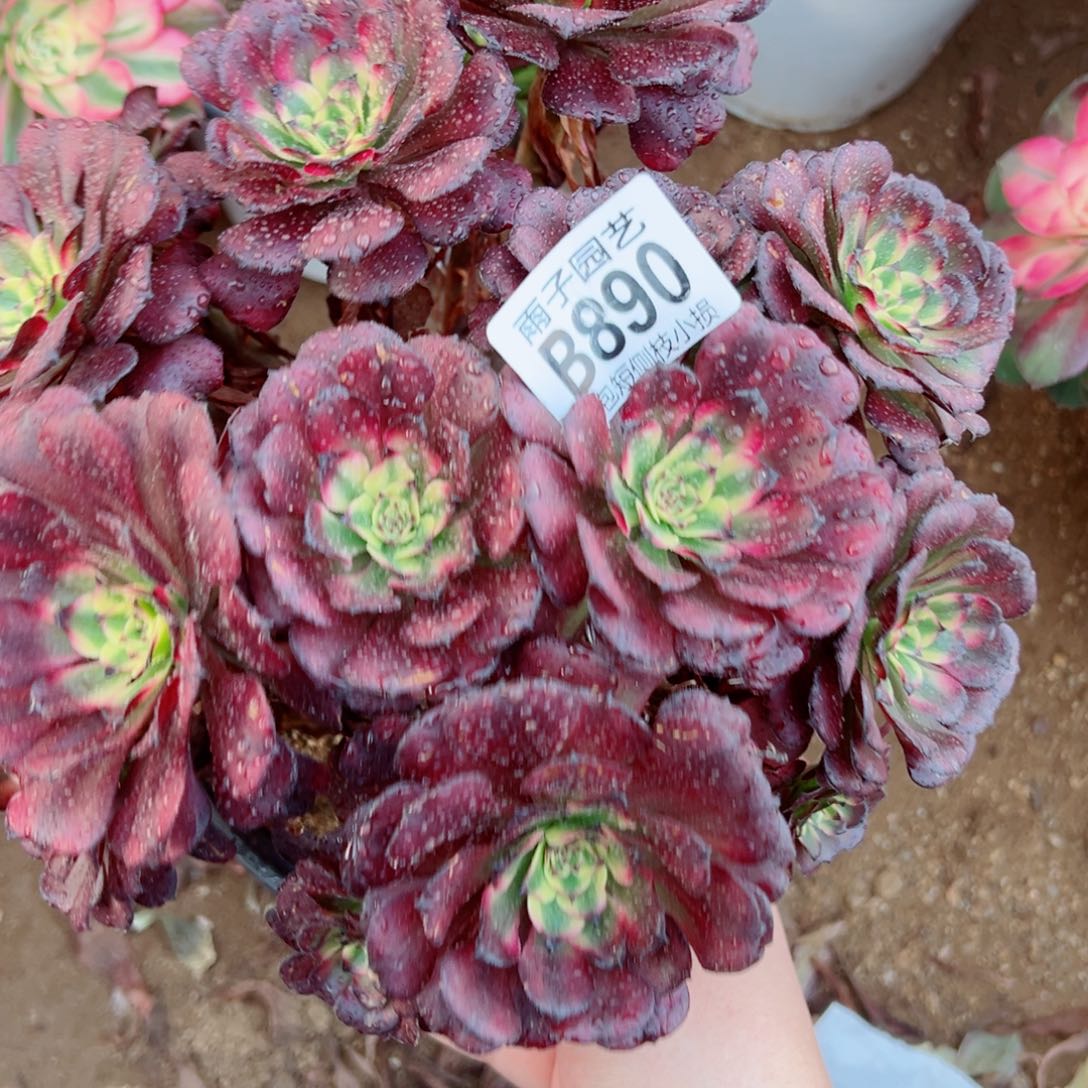 美姬法师多肉890号