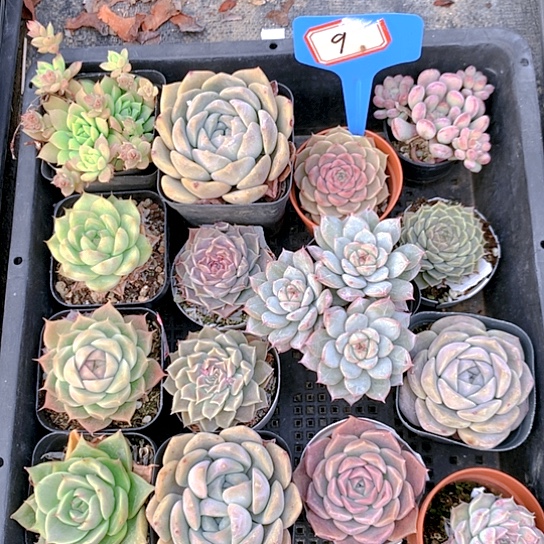 9号多肉植物园艺