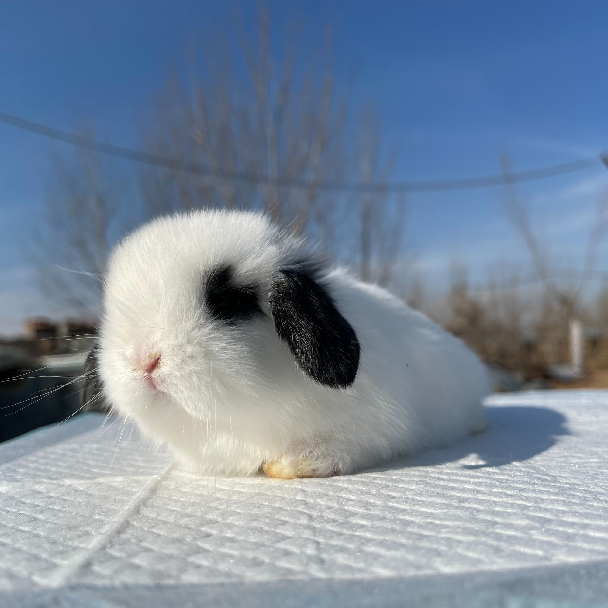 进口双血统侏儒垂耳超小体智商高会听话定点上厕所包三天售后