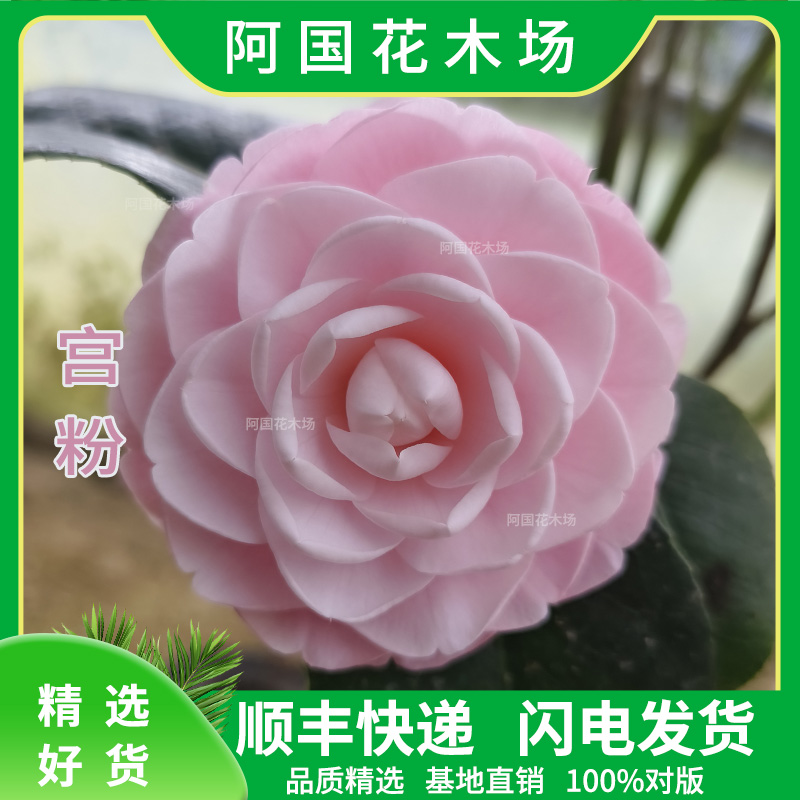 宫粉茶花小桃红名贵品种阳台客厅庭院盆栽绿植花卉带苞发货好养活