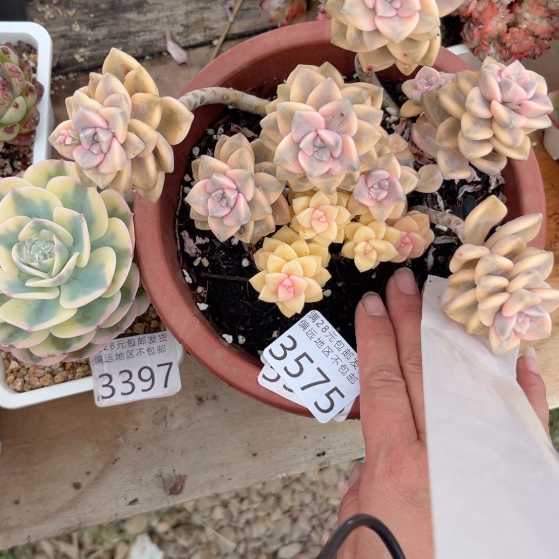 大3575、b c b g h h h j j