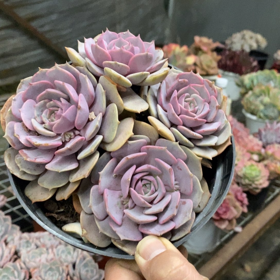 粉蝶三头起发老桩