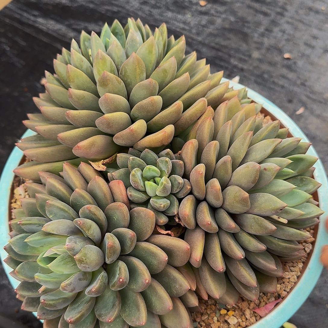 浅*?包呢哦哦哦哦哦哦哦哦 