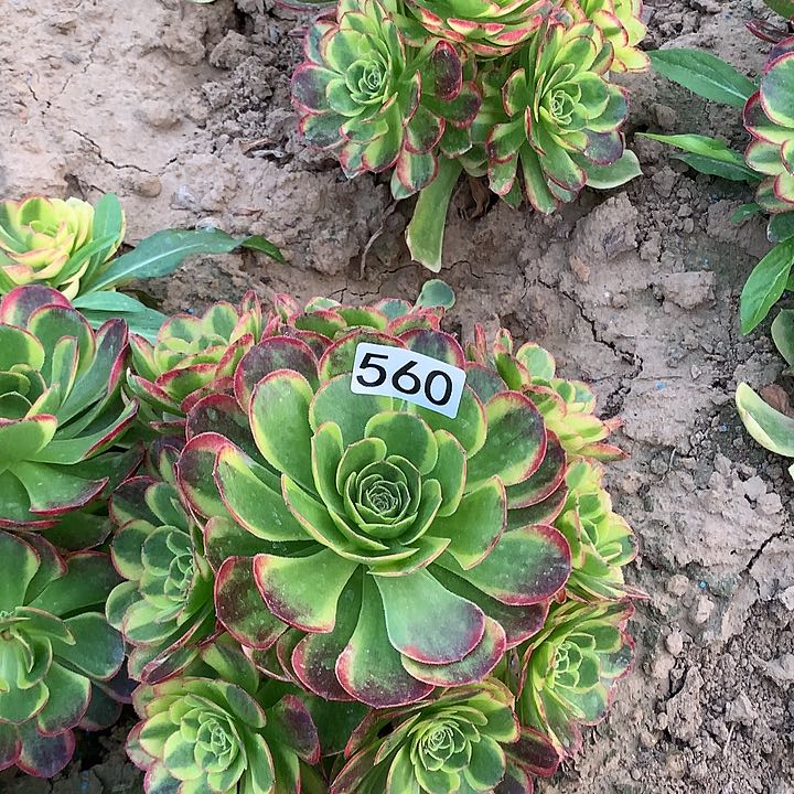 560奶白多肉植物百科1