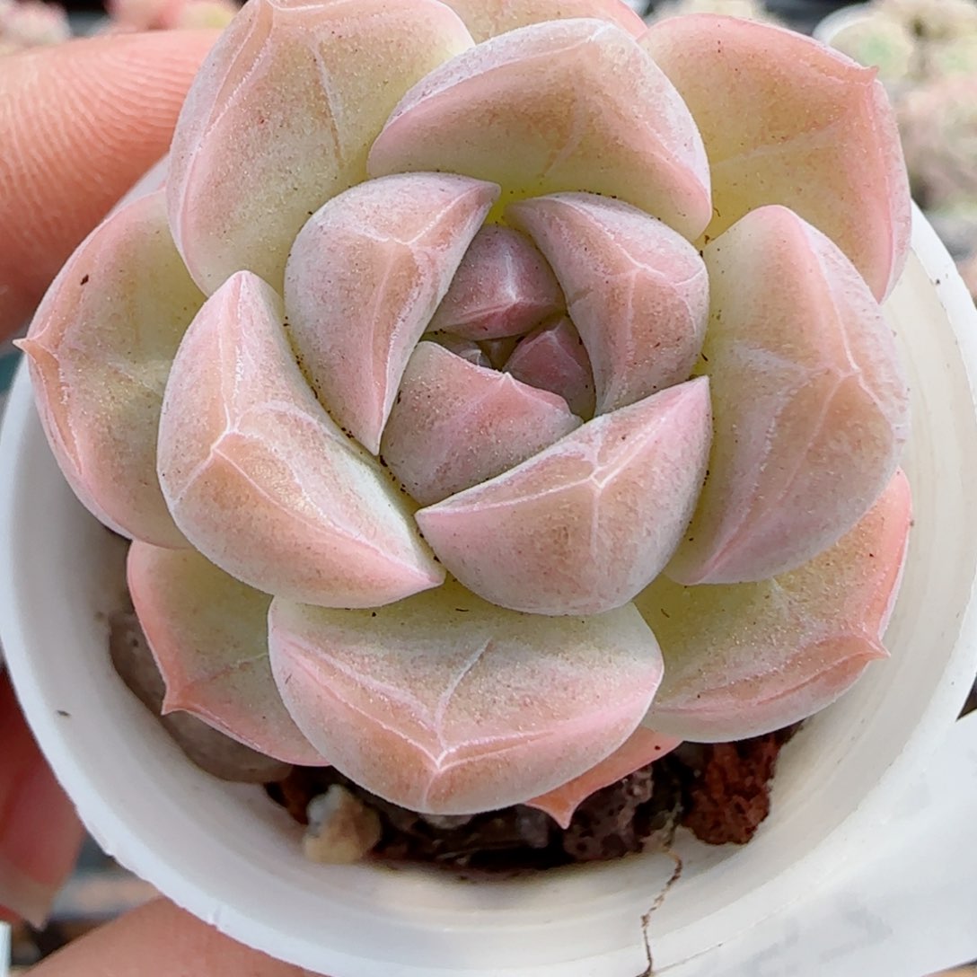 花语逸镜0326-357