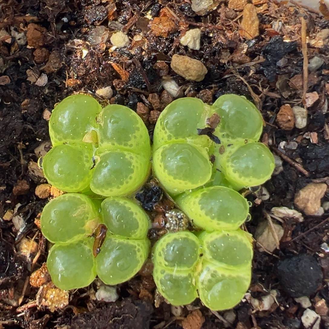 27多肉植物百科知识