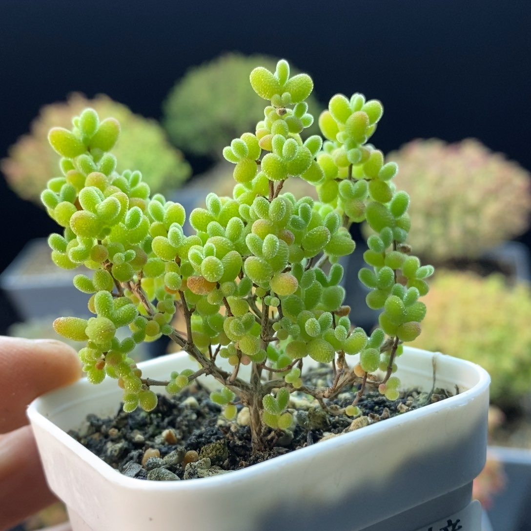 332蜜橘糖球。          