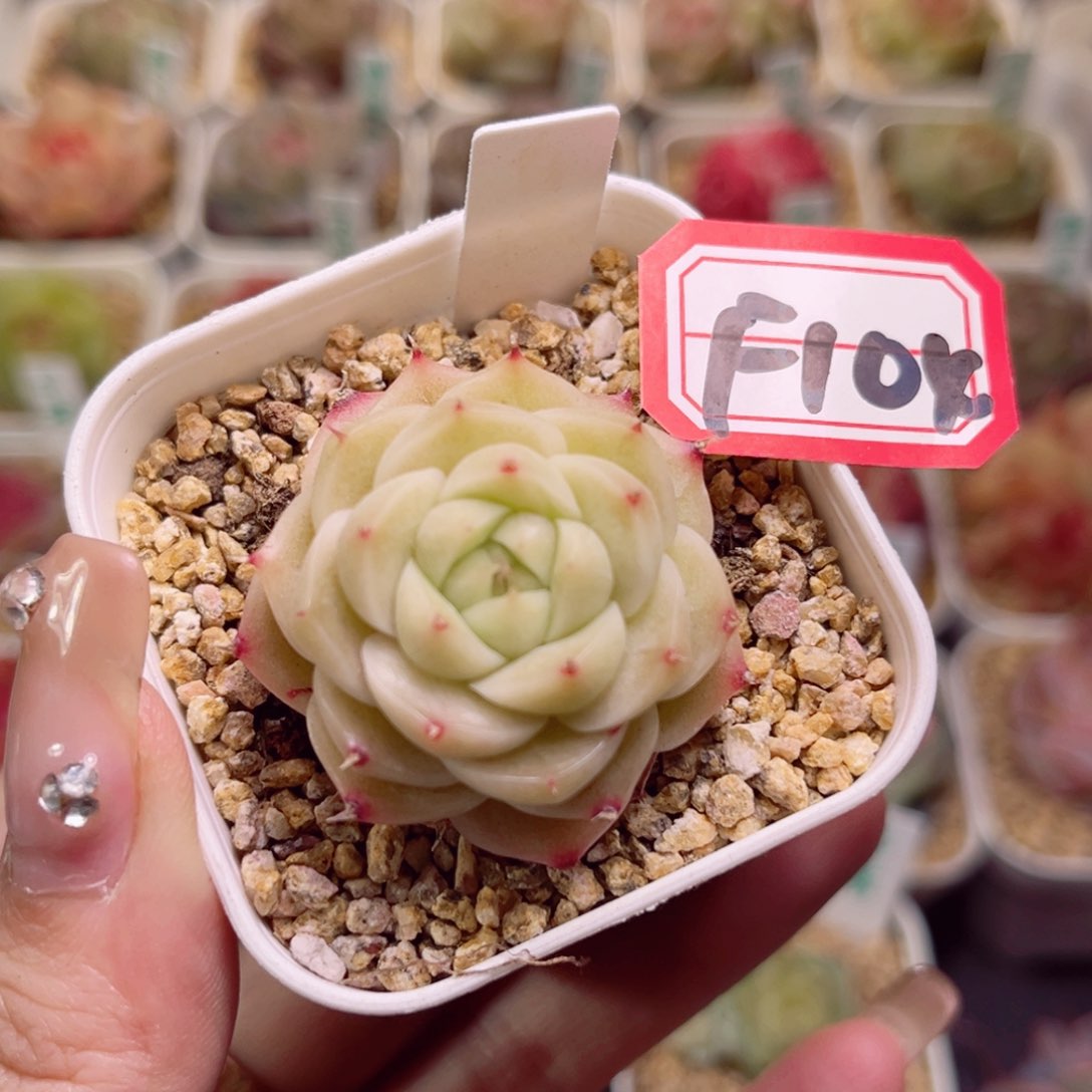 F104 单头麦杆一物一拍