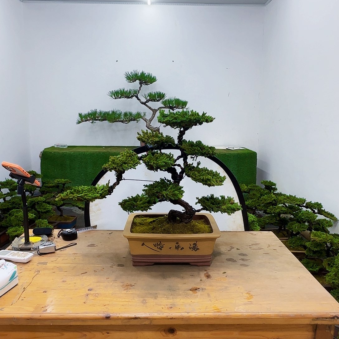 泰****壤盆景盆景盆景盆景