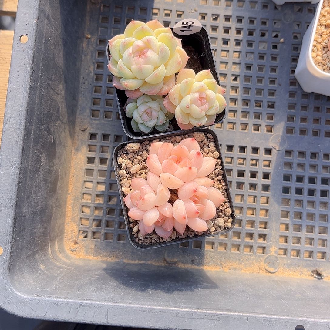 一***鹿145 扶摇 倾城 满18包邮