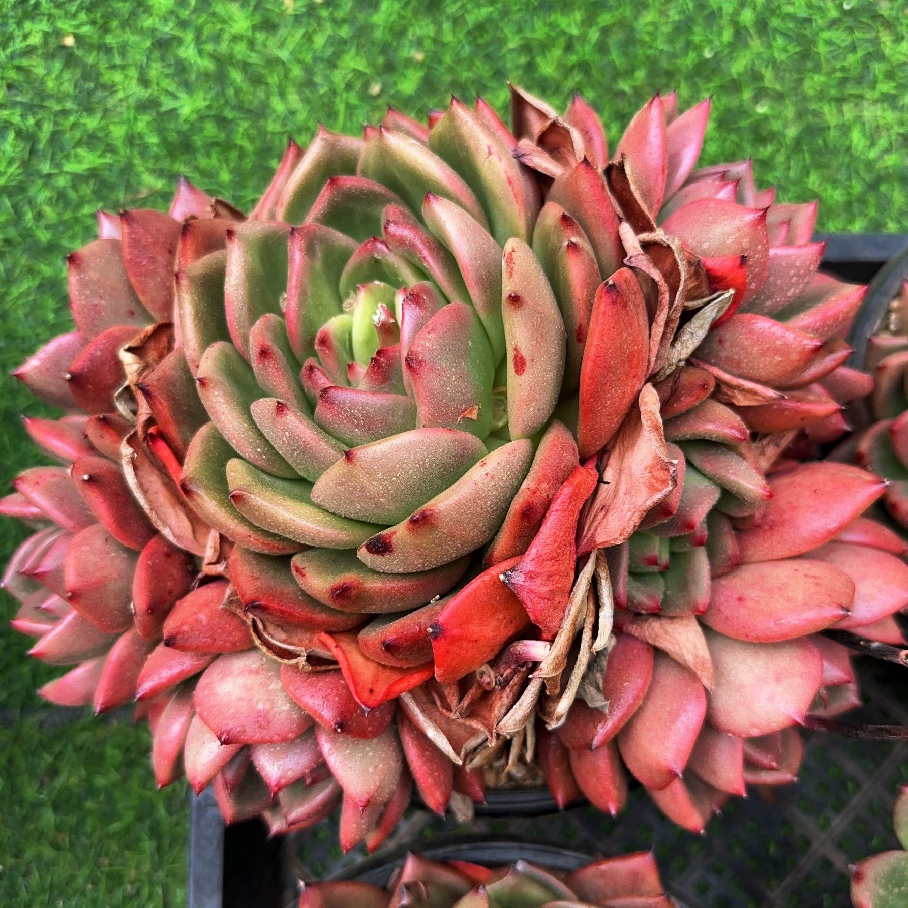 230#群生红钻大母本（25cm）脱土金先生精品多肉