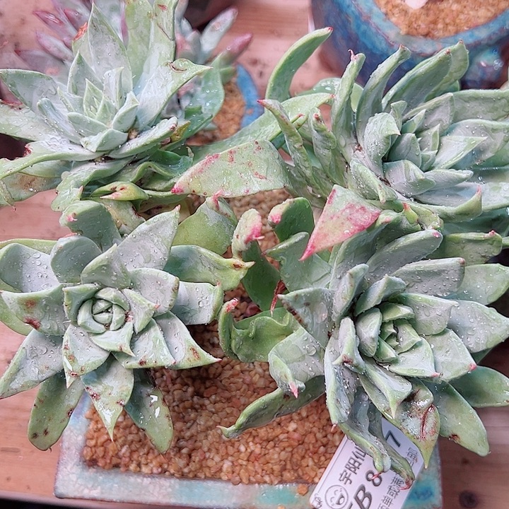 8677绿帕仙女杯多肉