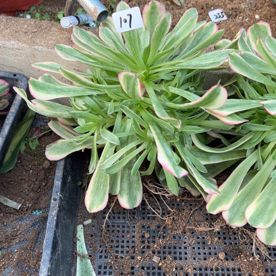 107粉美姬多肉植物山东发量