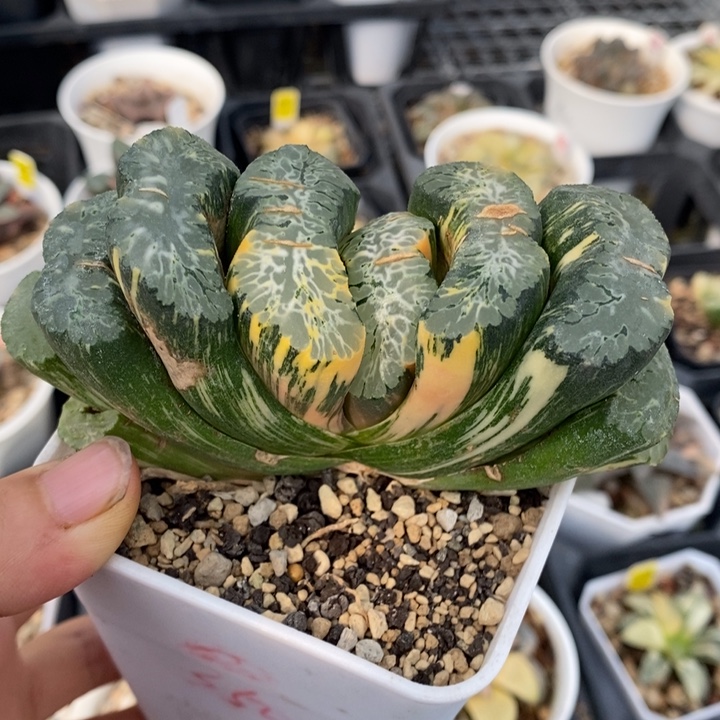 171号北斋玉扇锦母本