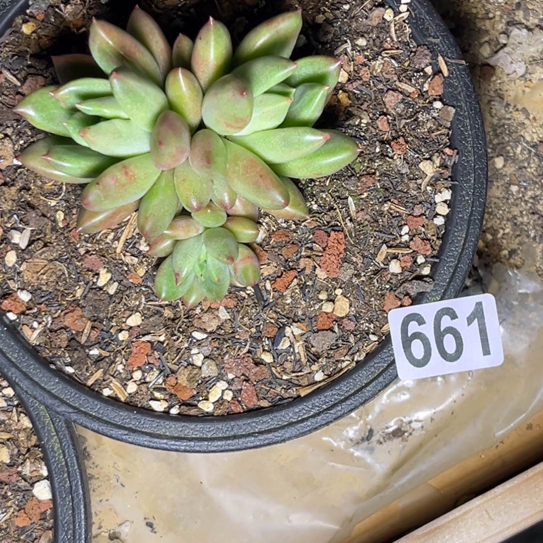 肉***子多肉植物米其林661