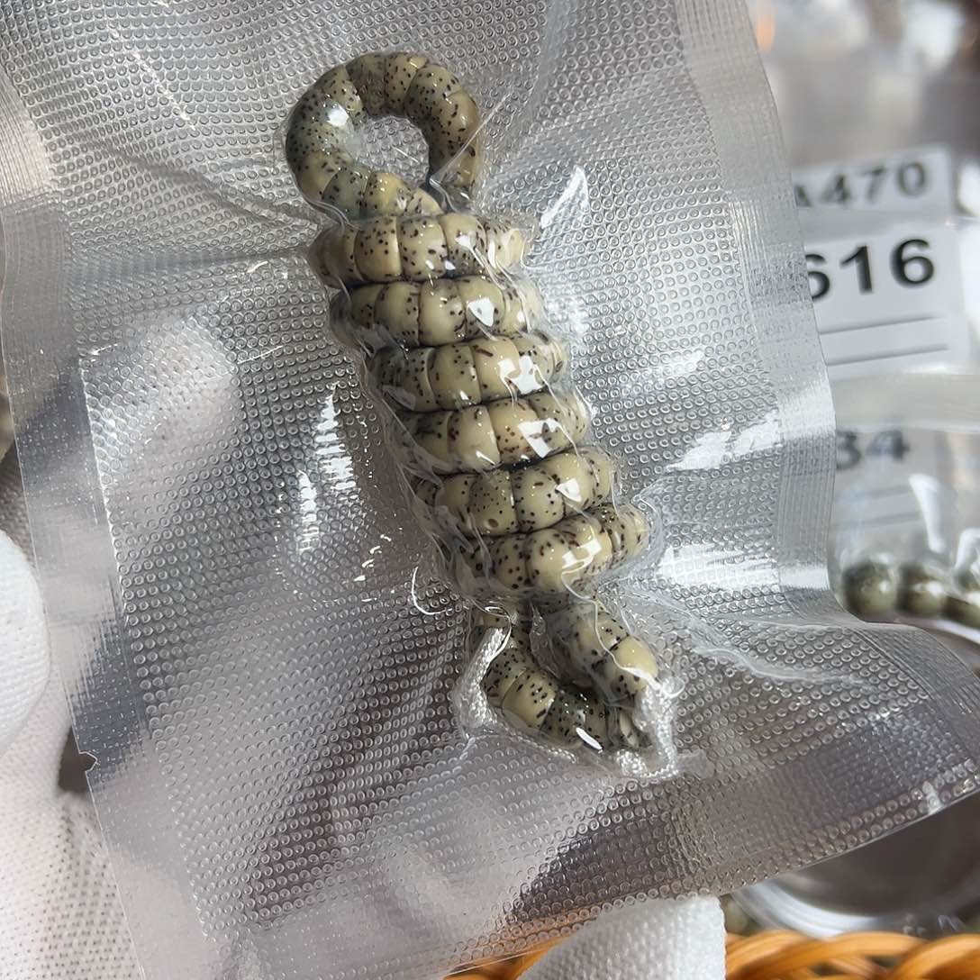 吊坠星月菩提7的大肠长串微氧化有连星有的带月，562