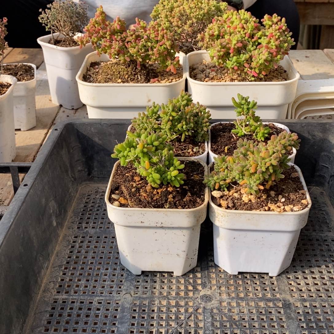 枝干番杏多肉植物900