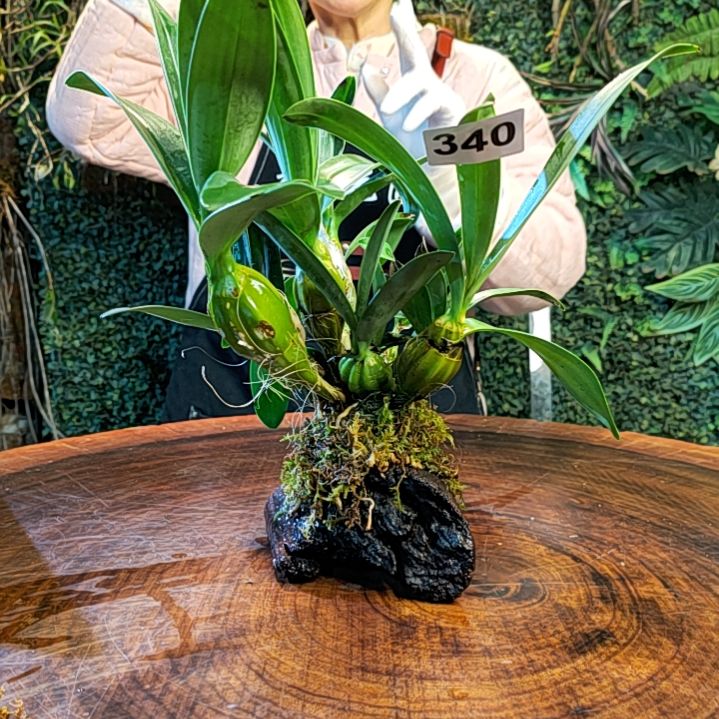 【闪购商品】340鼓槌花