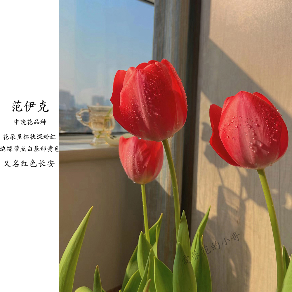 荷兰进口郁金香5度球可水培可土培耐寒特大球年前开花室内外种植