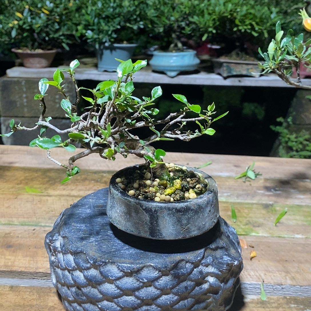 无花朵ღ****灯栀子花