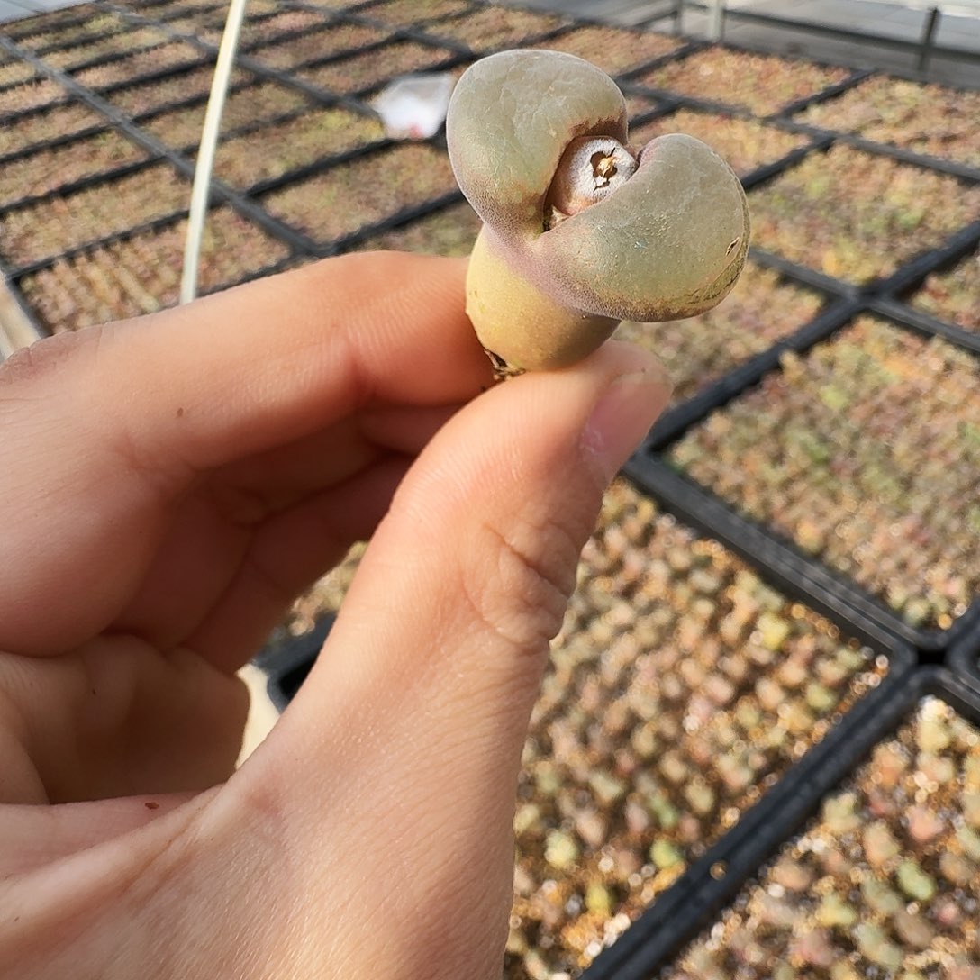 A***l多肉植物福利风铃324