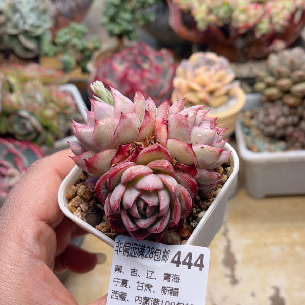 【闪购商品】444火鸟