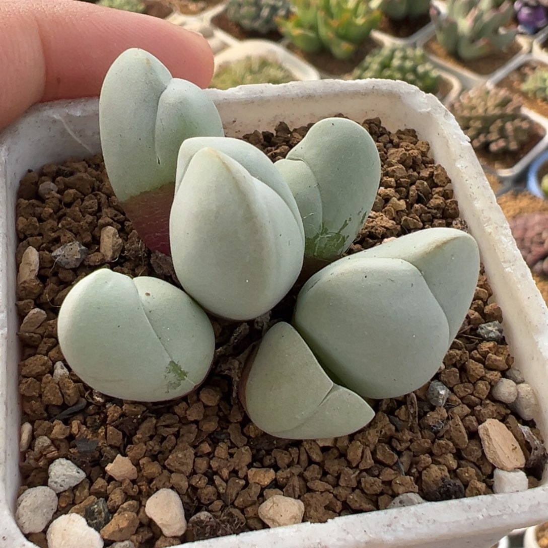 785多肉植物种类多样
