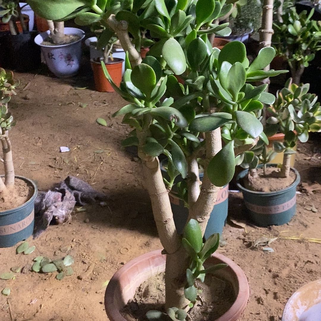 在***人完全开放青叶玉树一物一拍