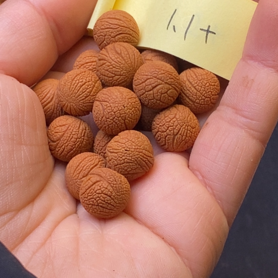 秦岭龙纹桃核21颗