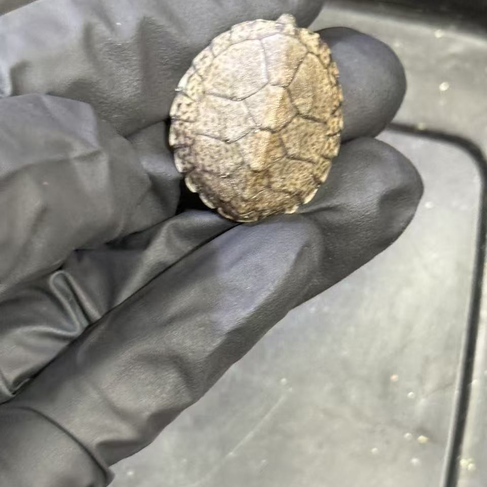 剃刀龟，直播专用链接。