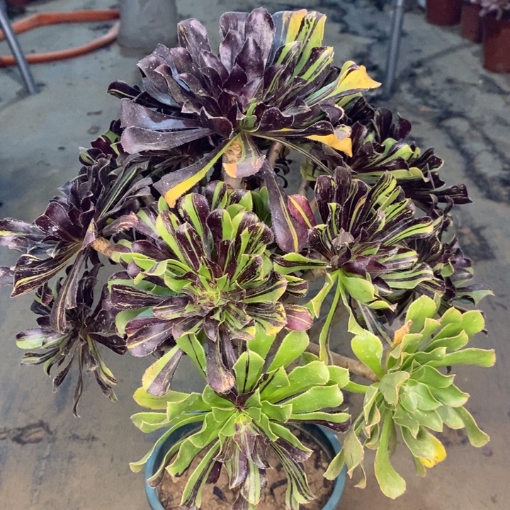 水墨丹青多肉植物3。 