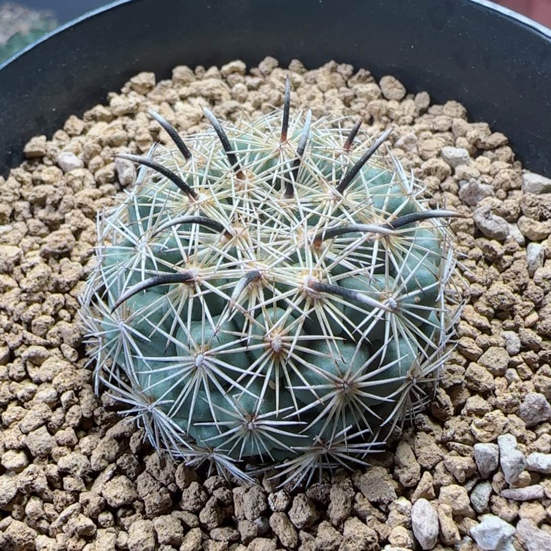 实生凤舞多肉000000