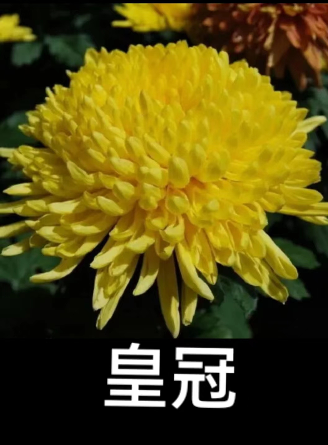 【皇冠】九月大菊花  多年生 富贵菊  牡丹菊