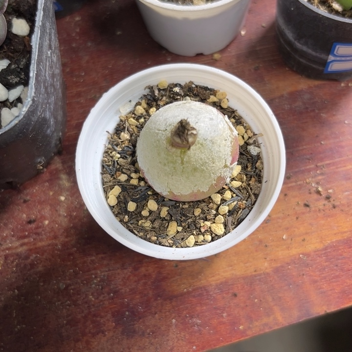 122 灯泡多肉植物