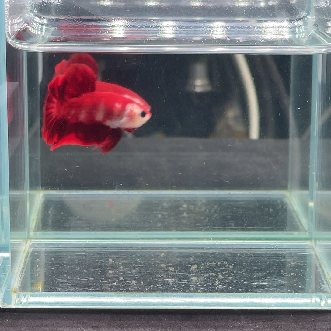 斗鱼印尼进口红猴子koi