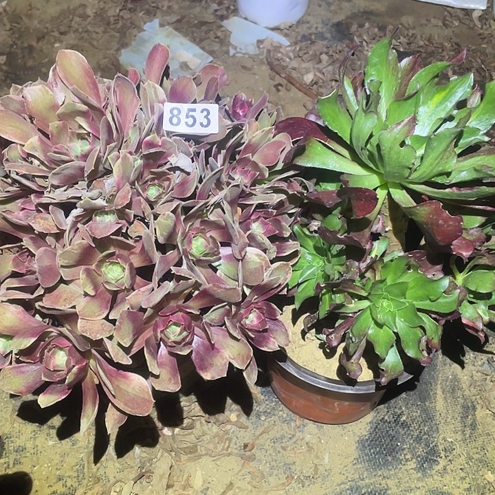 月***辰多肉植物断枝不包853浣纱加魅影七彩