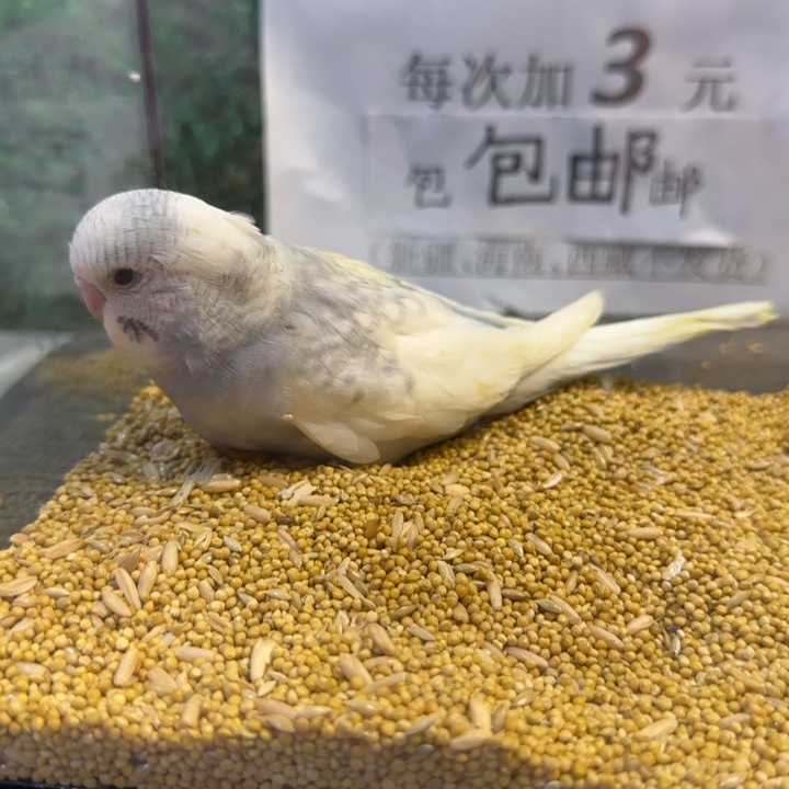 虎皮鹦鹉大头虎皮鹦鹉