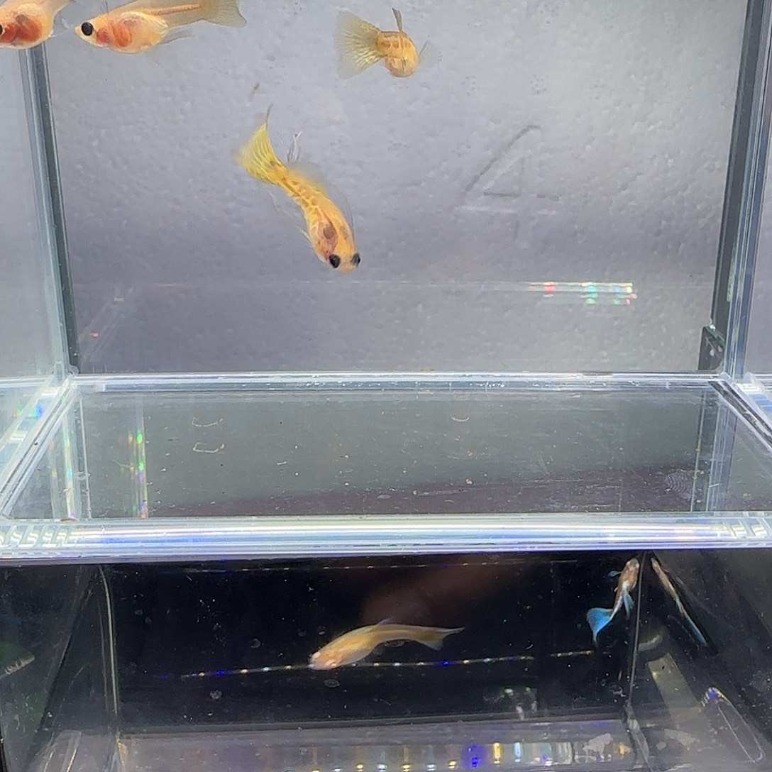 孔雀鱼黄蕾丝短体大c四条