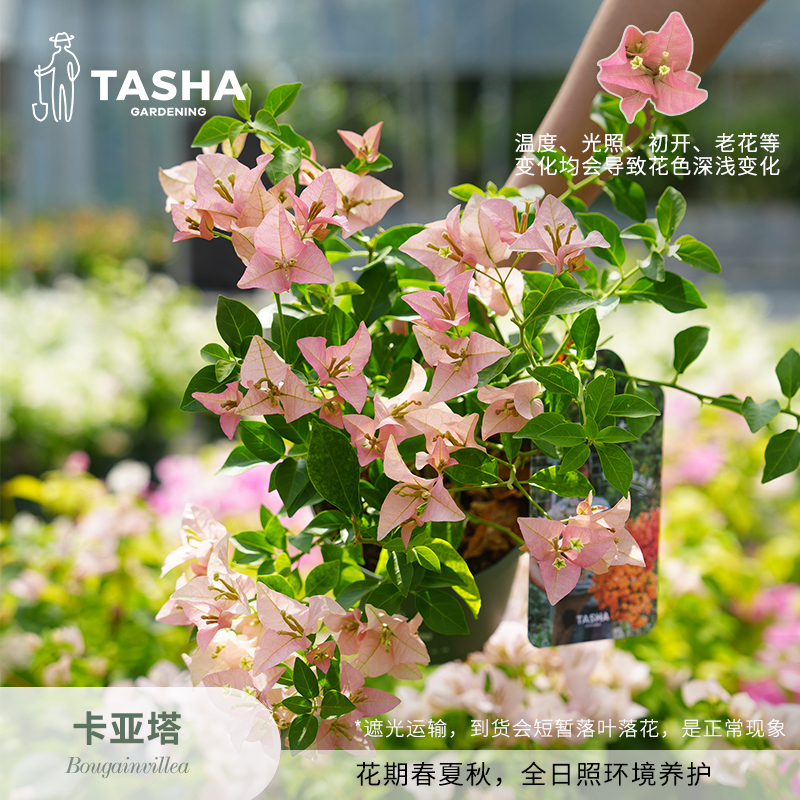 塔莎的花园三角梅卡亚塔3加仑盆栽花苗阳台庭院开花花卉盆栽