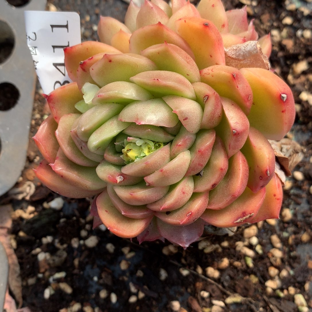 8411杂交多肉老桩