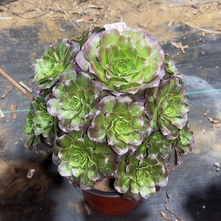 扬**航魅金玫瑰117多去看看