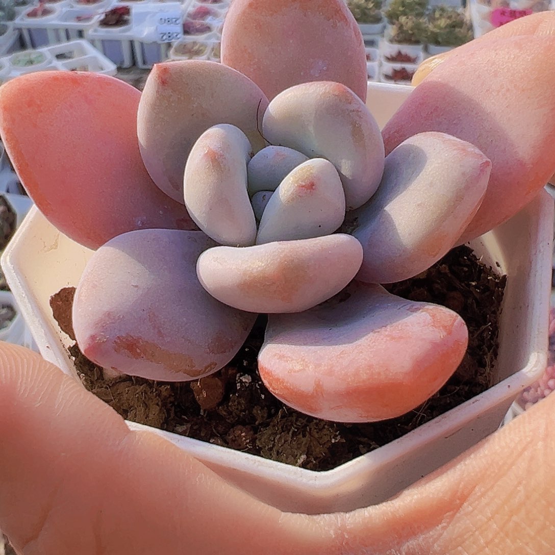 八角粉兔19包邮多肉