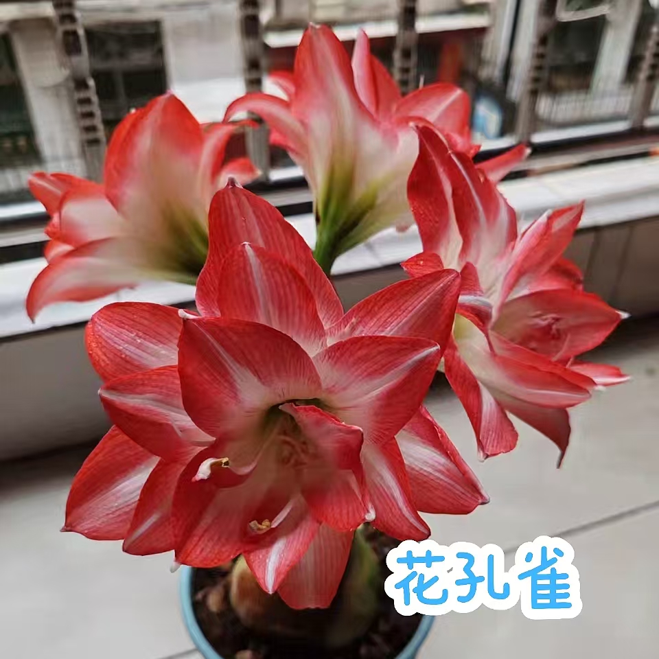 【花孔雀】朱顶红秘鲁荷兰重瓣种球大花浓香室内盆栽四季开花植物