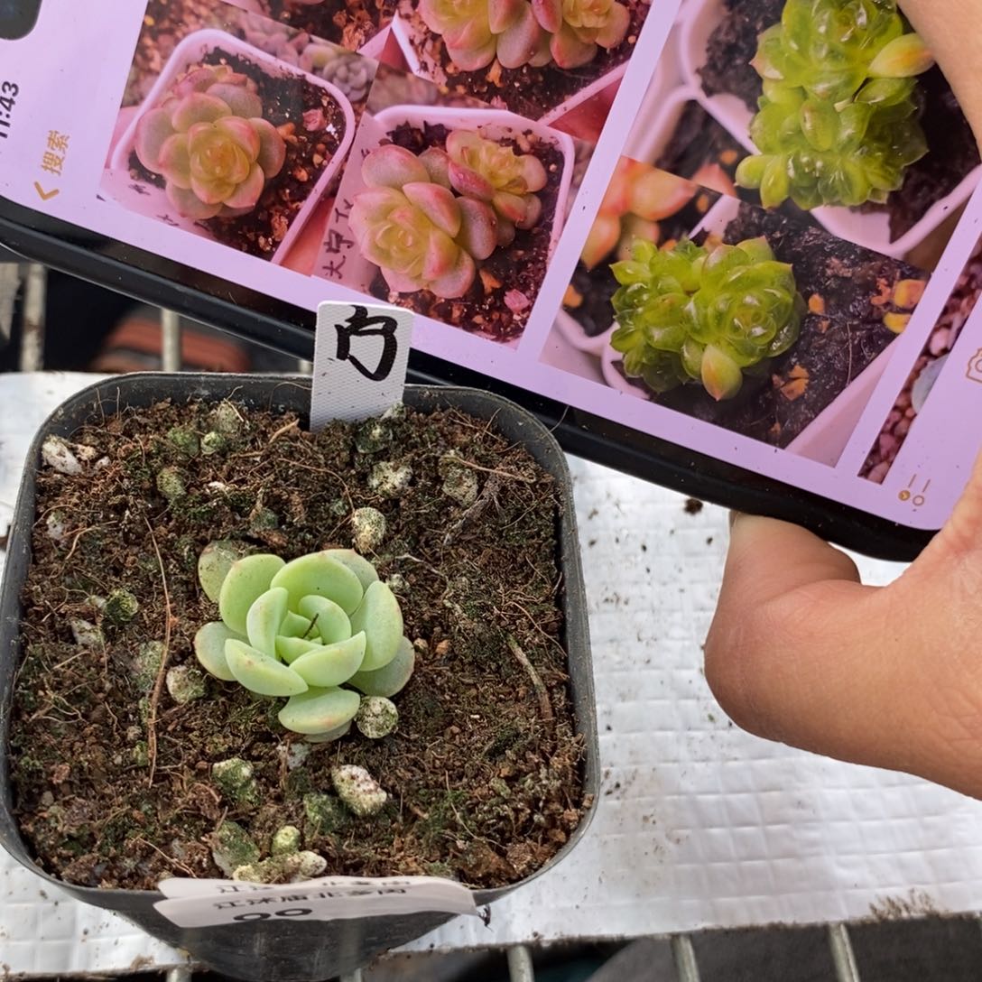 标签100大宁甜心一个多肉