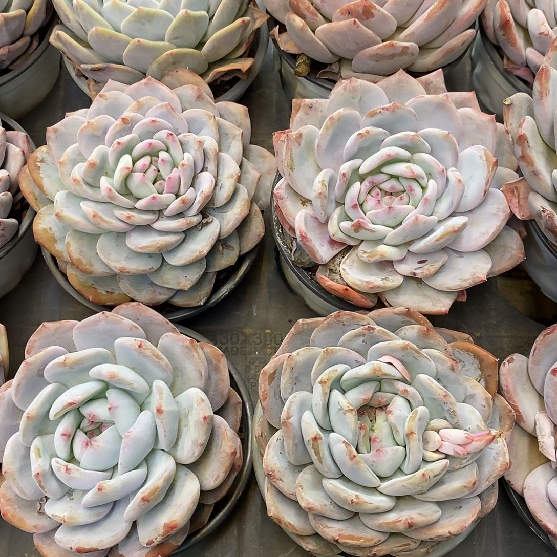 团。单头橙梦露。福利多多