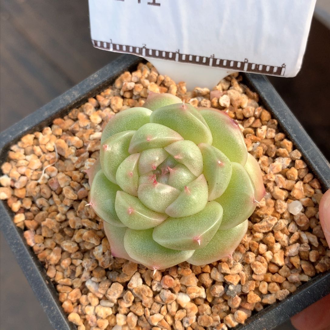 麦秆包子优选58包邮