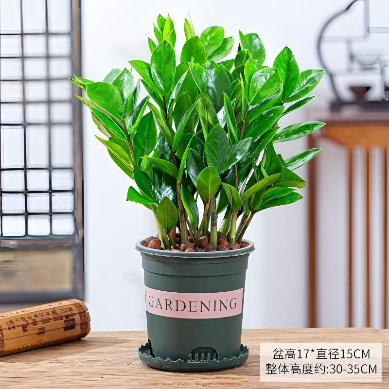 【招财植物】金钱树盆栽室内植物办公室四季常青客厅摆放桌面绿植